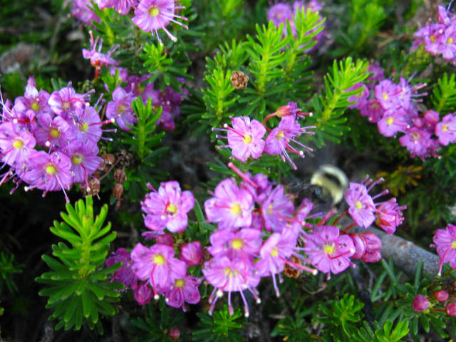Red Mountain Heather blooming in the East Carson River Headwaters Bowl.